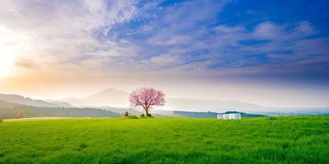 北海道赏樱住宿,北海道赏樱手册