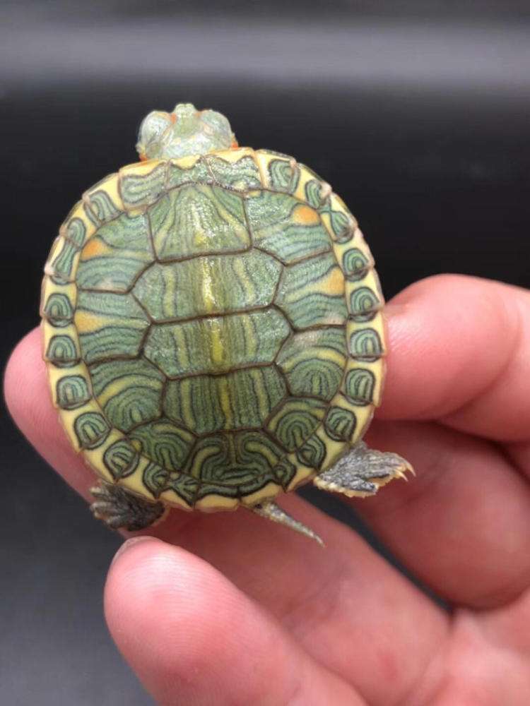 刚买一对小巴西龟如何养,养巴西龟省钱小技巧