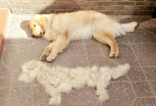 金毛犬十大坏处,养金毛犬有什么注意事项