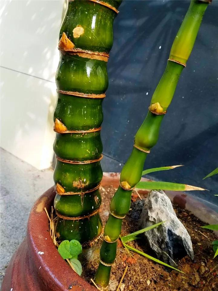 什么花放在家里最好看最实用,放家里风水好又好养的花有哪些