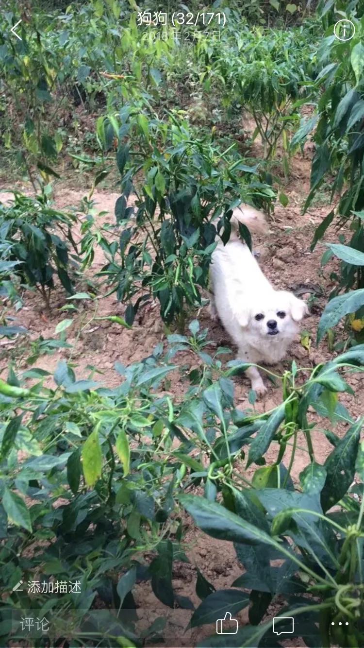 母亲与咪咪的情缘