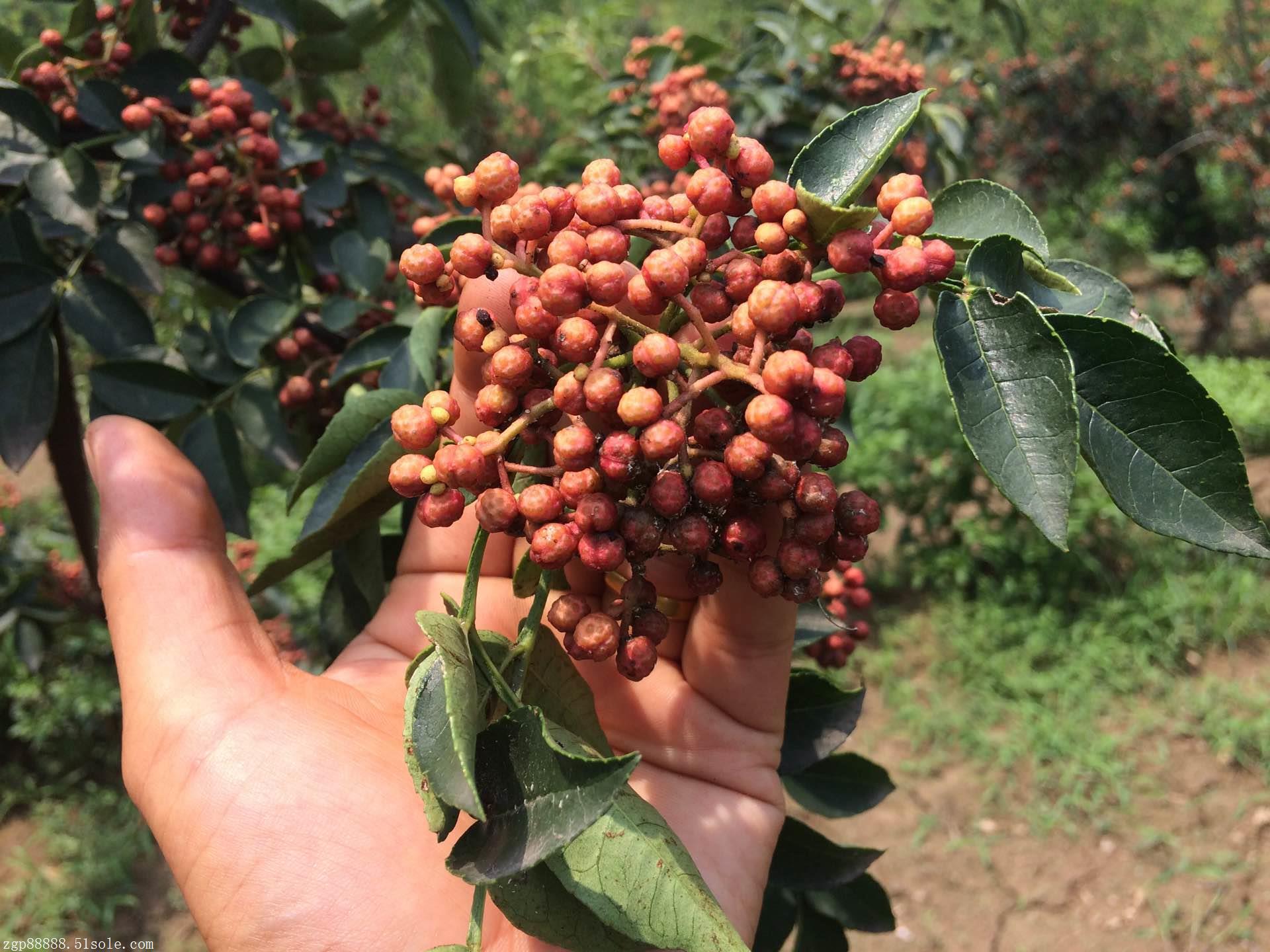 花椒树的传说故事,花椒树故事视频