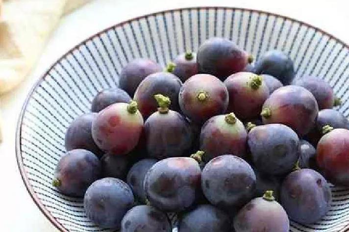 吉娃娃被气坏的视频,吉娃娃被气坏视频