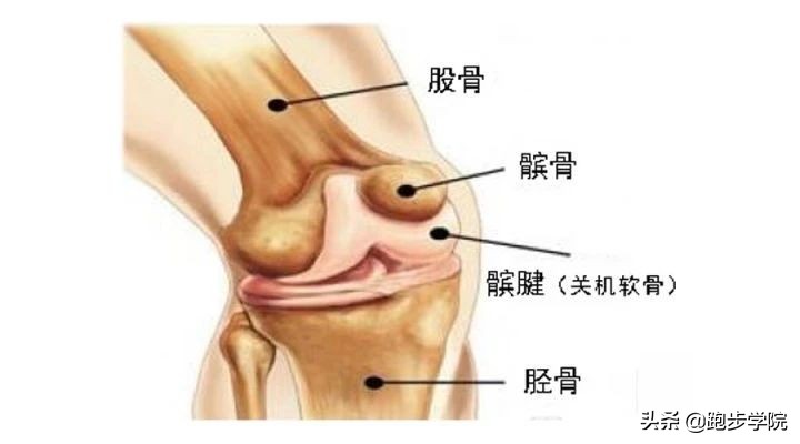跑步膝盖痛该如何应对,关于跑步膝盖的损伤和恢复知识