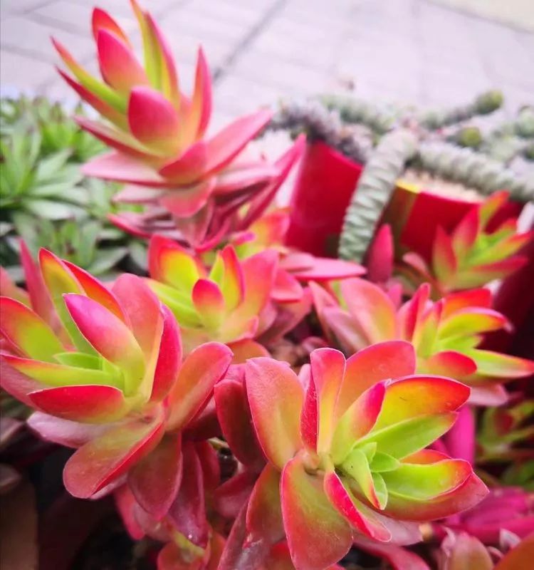 最美的20种多肉,15种最美的多肉