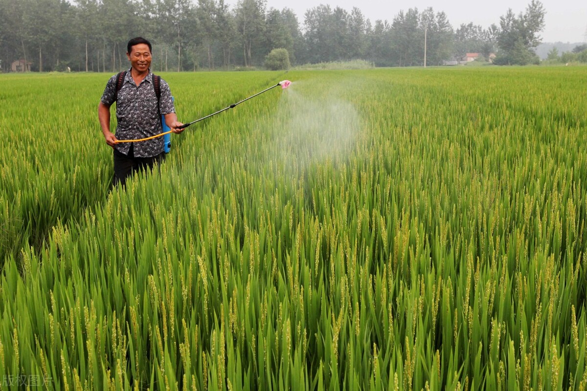 锈病防治的最佳方法,锈病防治药剂是什么