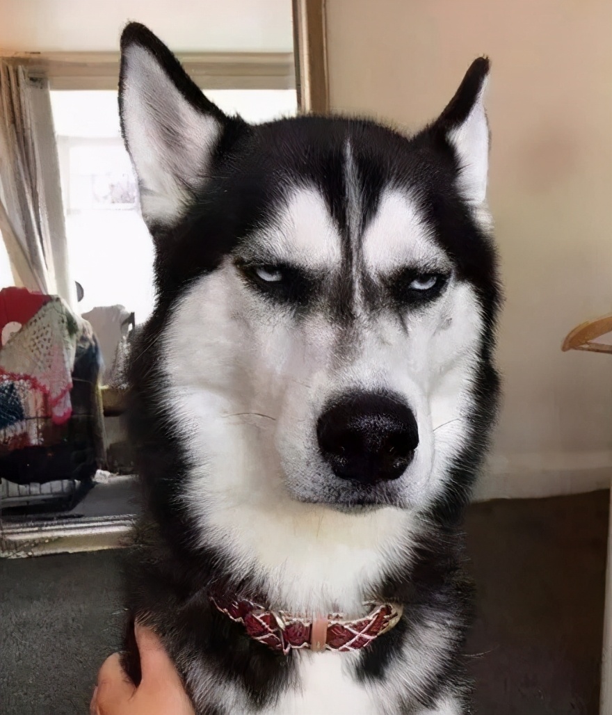 狗狗保护肾脏该吃什么狗粮,狗肾病吃什么狗粮