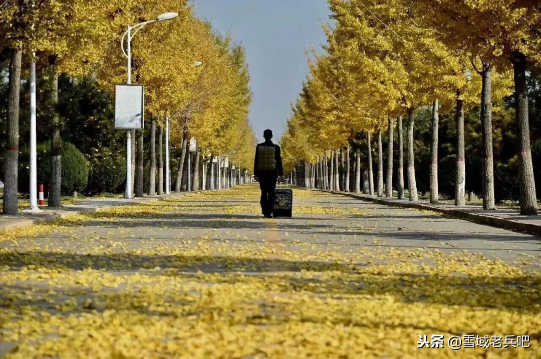 最后一个军礼原唱,最后一个军礼歌曲