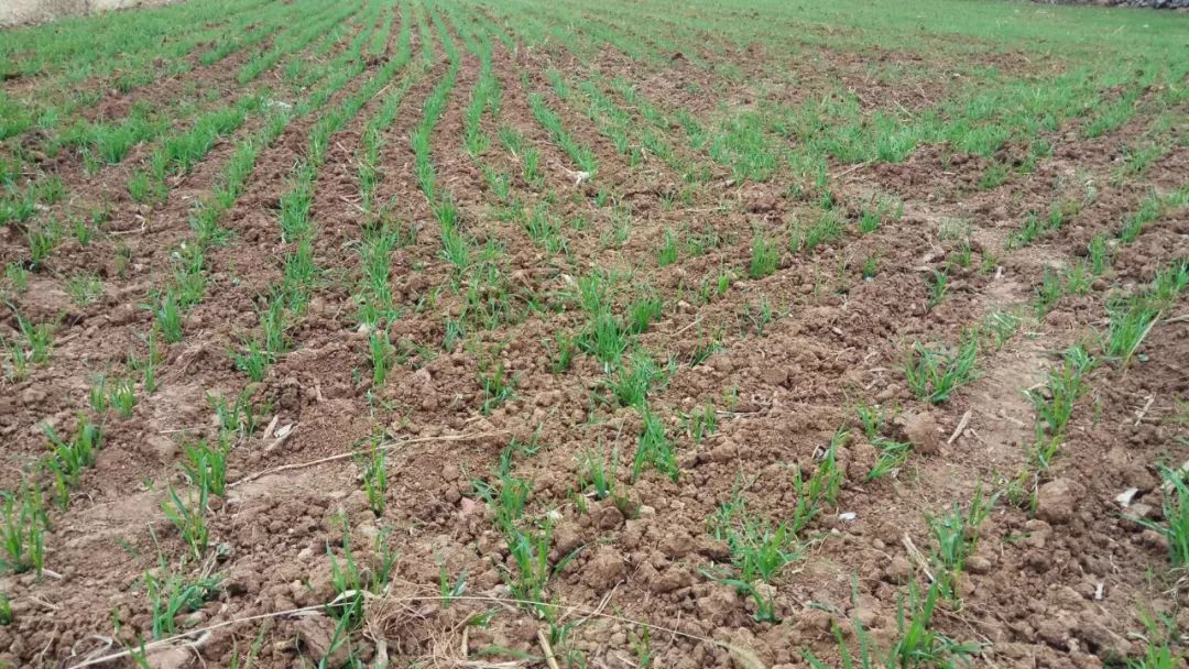 小麦枯萎发黄死苗怎么回事,小麦发黄有死苗什么原因怎样治