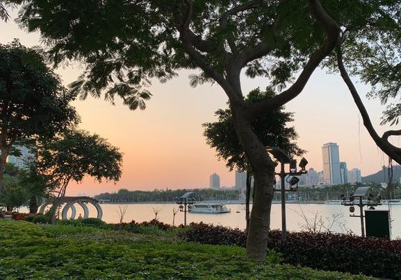 鸽群飞翔视频,鸽群飞翔