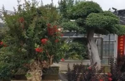 苏北第一县级市沭阳,苏北第一大县沭阳