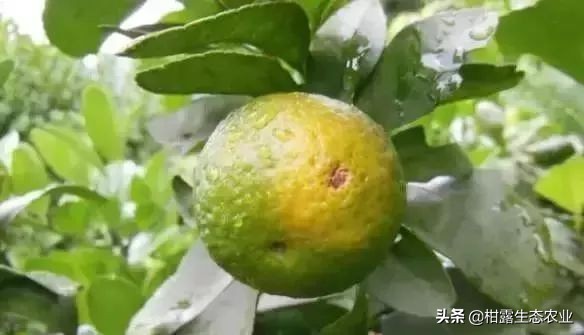 10类常见虫害高清图谱含防治方案,20种病虫害防治集合