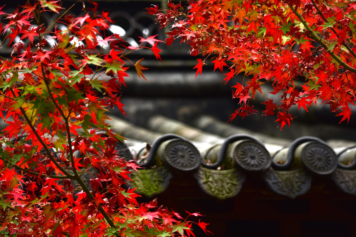 彩叶植物对园林景观的作用,密蒙花的观赏特性和园林用途