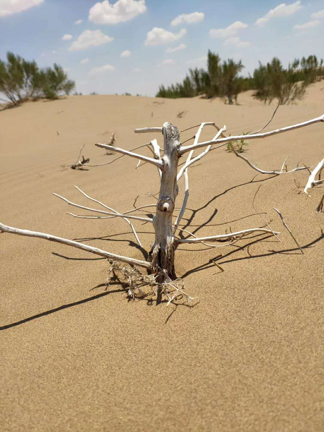 在大西北实习的那几天,下