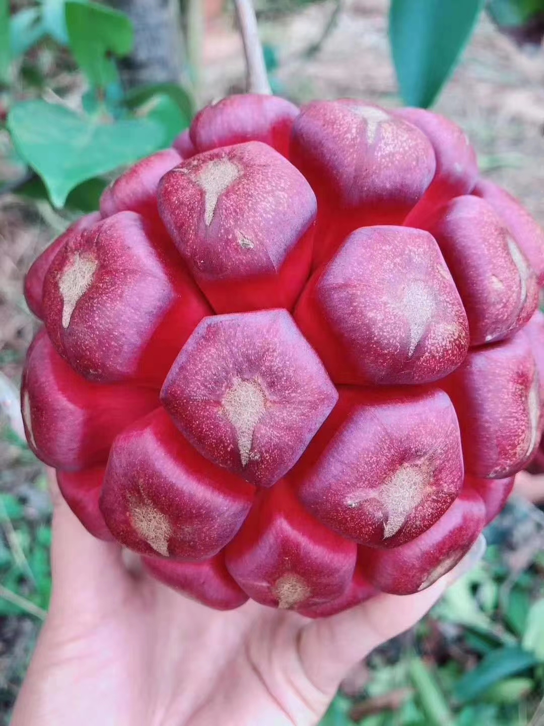 吃起来像葡萄又不是葡萄的水果,和葡萄似的特别甜的水果