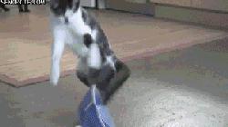 伊丽莎白圈猫咪,伊丽莎白圈有危险吗