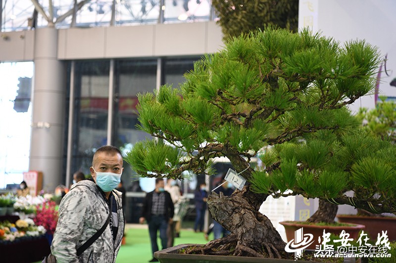 2020年中国合肥苗木交易会,2012中国合肥苗交会