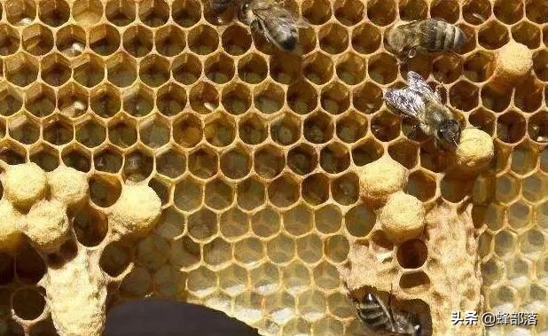 割破了的王台还会成活吗,割王台的时候掉下来怎么办