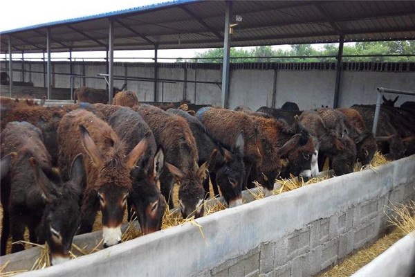 驴肉怎么养,驴肉好吃为什么不大量饲养