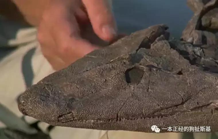 大卫爱登堡致辞,大卫爱登堡国语版