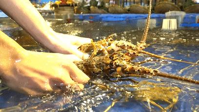 不到海边也能吃到新鲜又味美,不去海边也可以享受美味