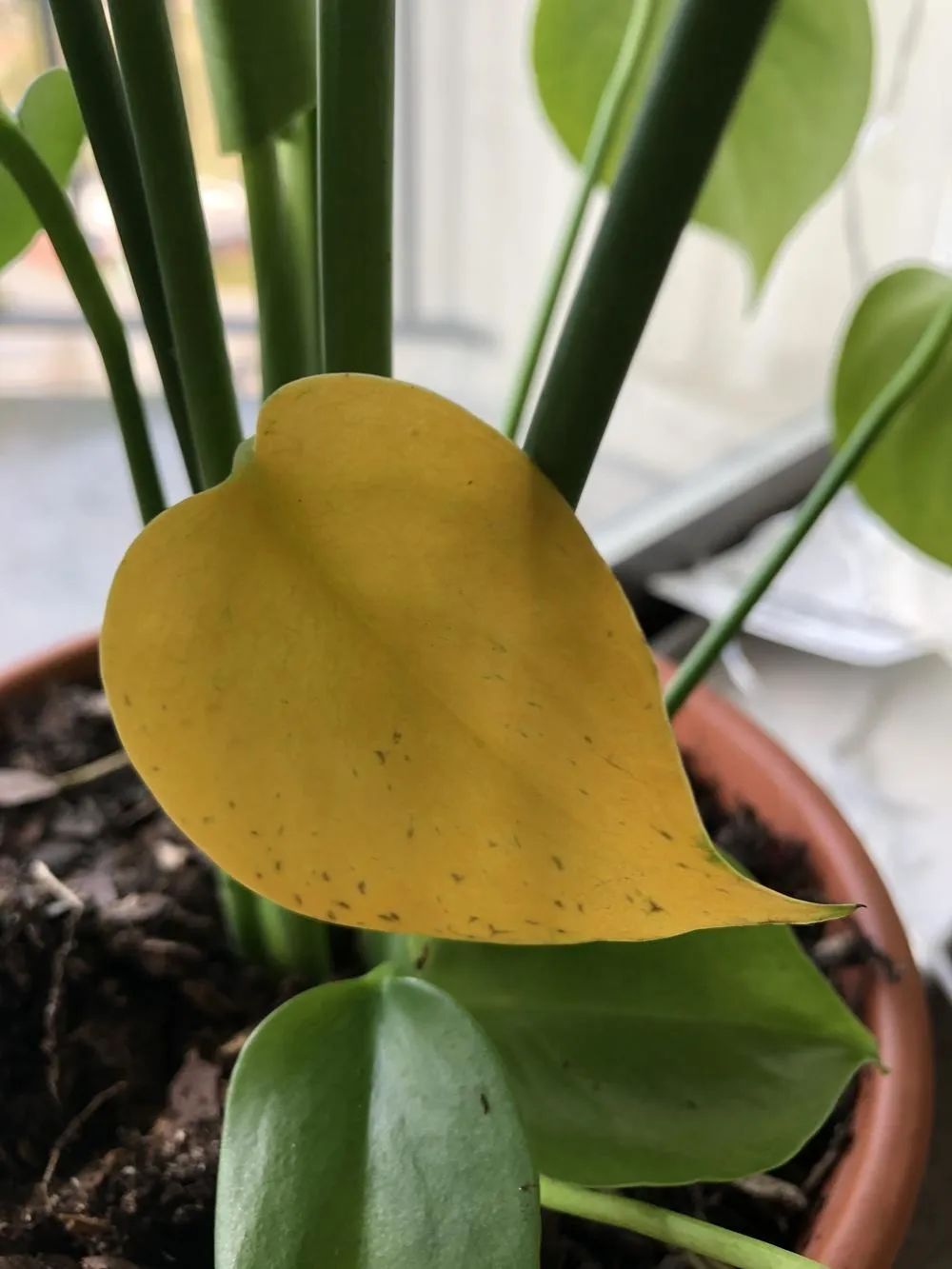 龟背竹叶子发黄的原因和解决方法,龟背竹叶子发黄怎么办水培