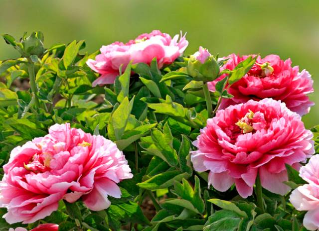 中国十大名花你认识几种呢,中国十大名花你喜欢哪种呢