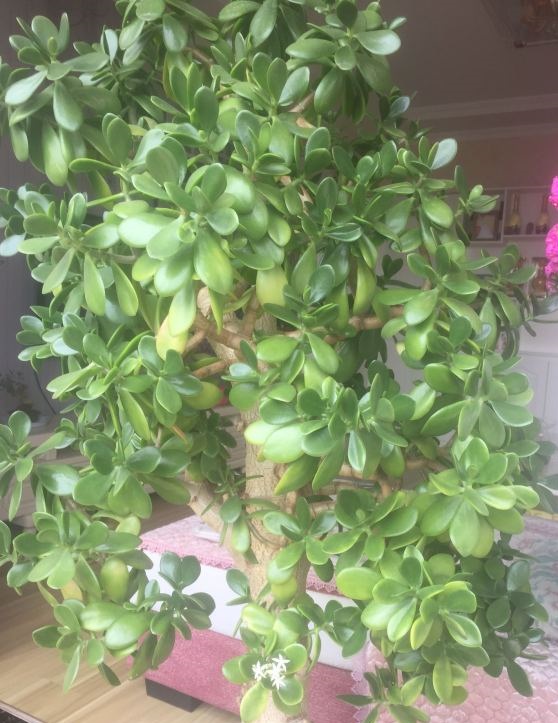 玉树怎么养能变老桩,玉树怎么养不死