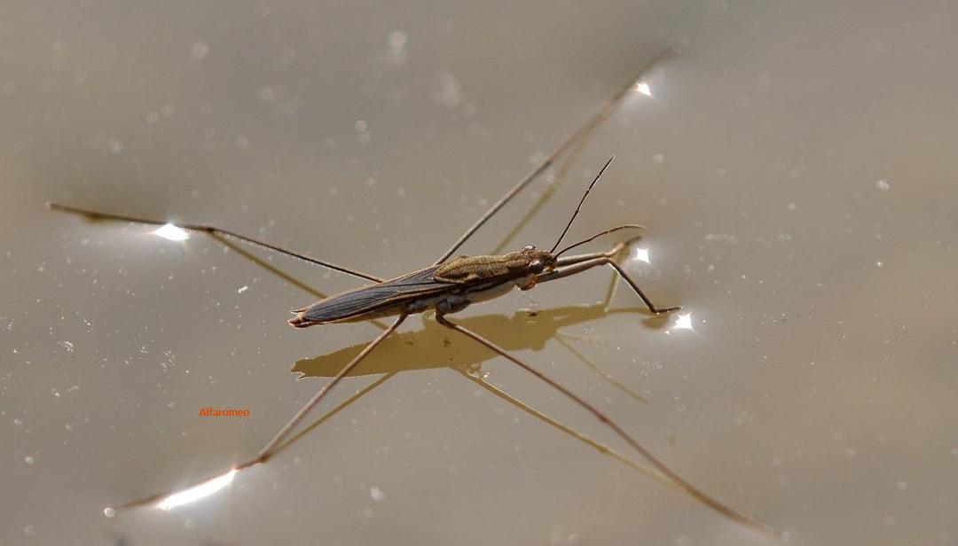 轻功水上漂现实吗,轻功水上漂真的存在吗