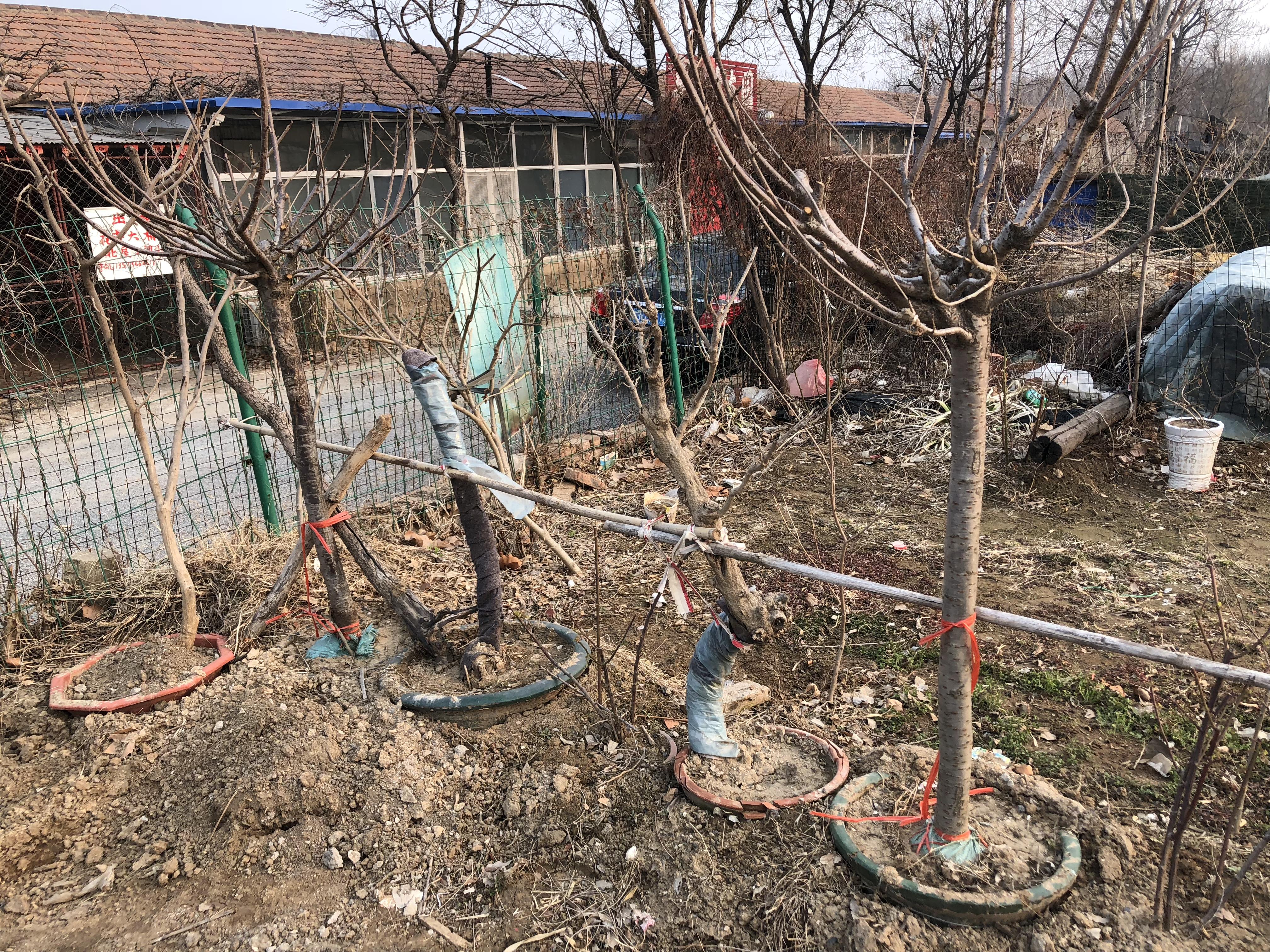 苗木市场跳水,2022潍坊苗木行情