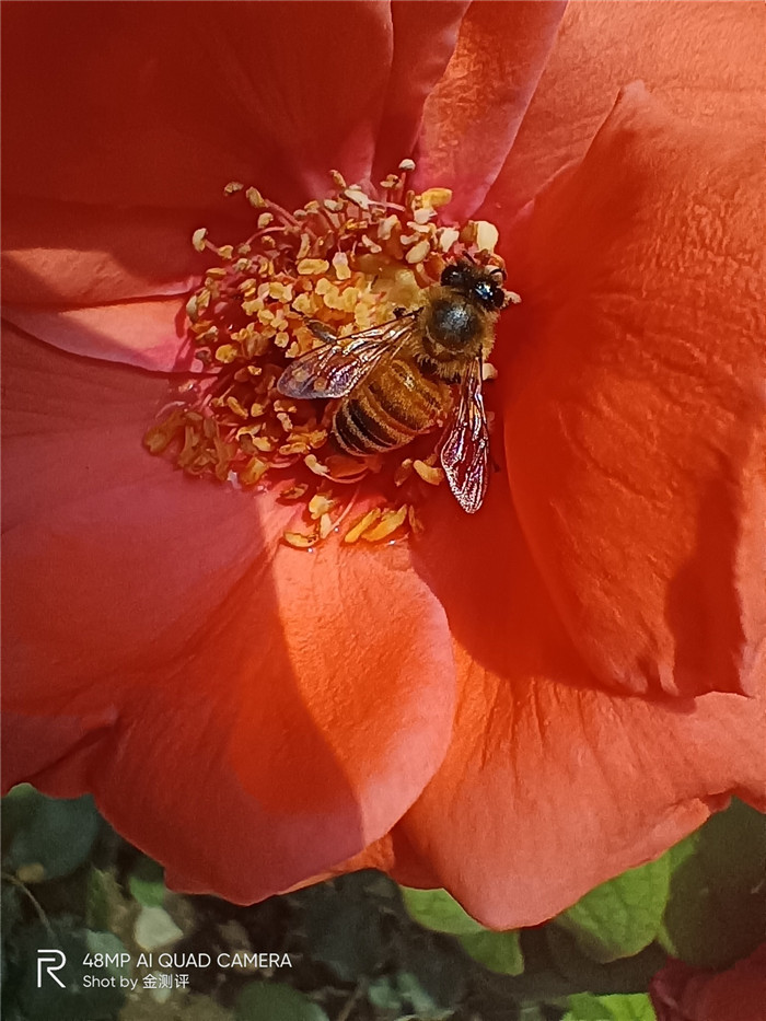 realme真我v5是5g手机吗,realme真我v5是不是全面屏