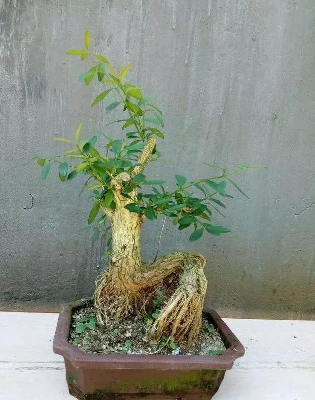 珍珠柏盆景不绿不发新芽怎么回事,盆景老桩上盆发芽后新芽干枯