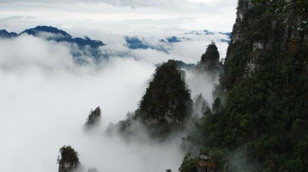 来宾有个县是“广西最大的药物基因库”被誉为天然的“万宝山”