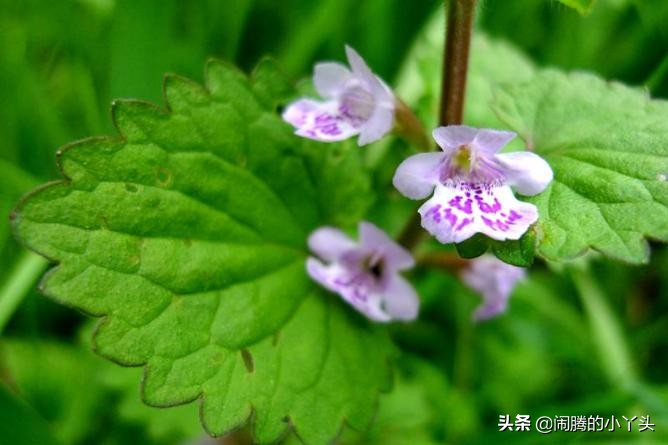 活血丹药用部分,活血丹草图片和功效
