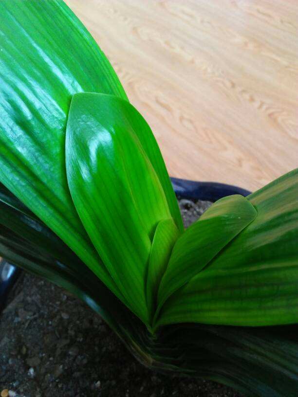 君子兰叶子皱皱巴巴怎么回事,君子兰叶子参差不齐撕掉还会长