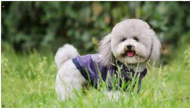 想养一只泰迪怎么办,养泰迪的正确方法和注意事项