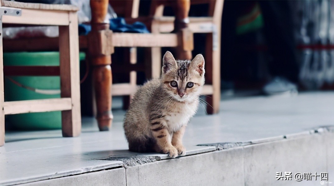 别让宠物医院榨干铲屎官的钱包——小毛病，不求人「外创篇-下」