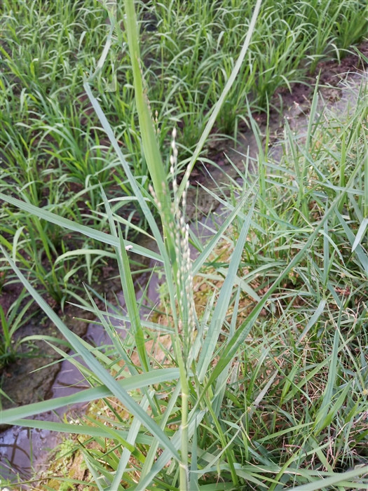 铺地黍草,铺地黍对治疗高血压有效吗