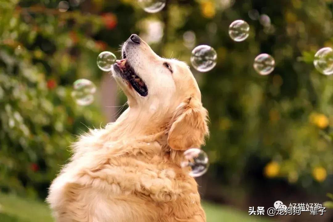 让狗狗安静下来的最简单办法,学会以下招数让狗狗训练有素