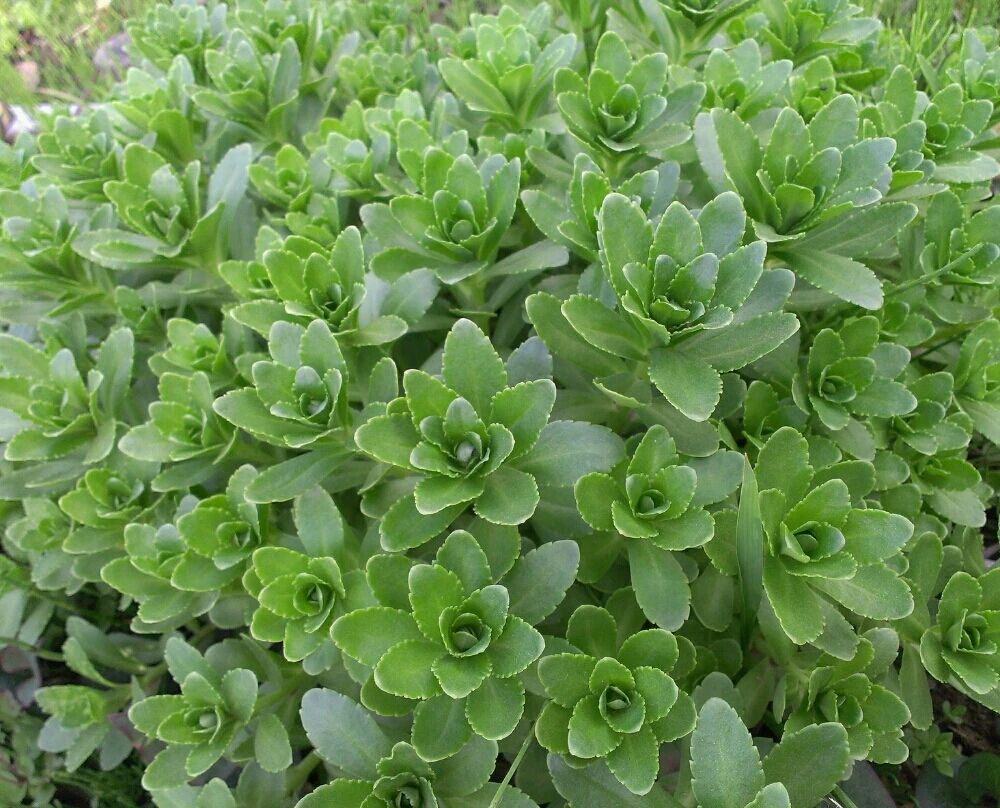 一年四季都开红花的多肉草,一年四季都红的多肉