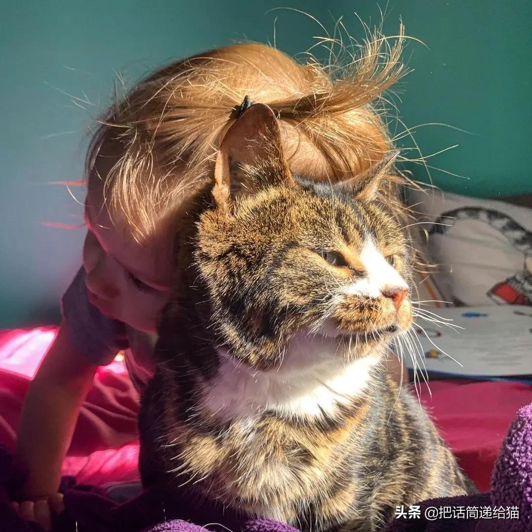 猫兄妹可爱视频,矮脚猫兄妹