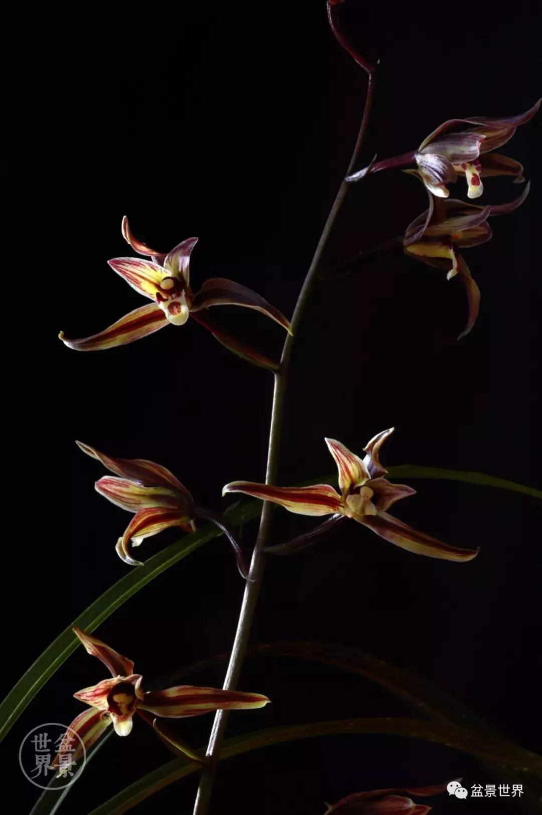 孔子家语芝兰生于深林全文拼音,芝兰生于深林不以无人而不芳翻译