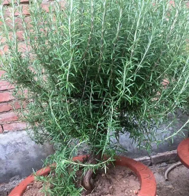 驱蚊最好养的十种花,不怕冷适合家里养的32种花