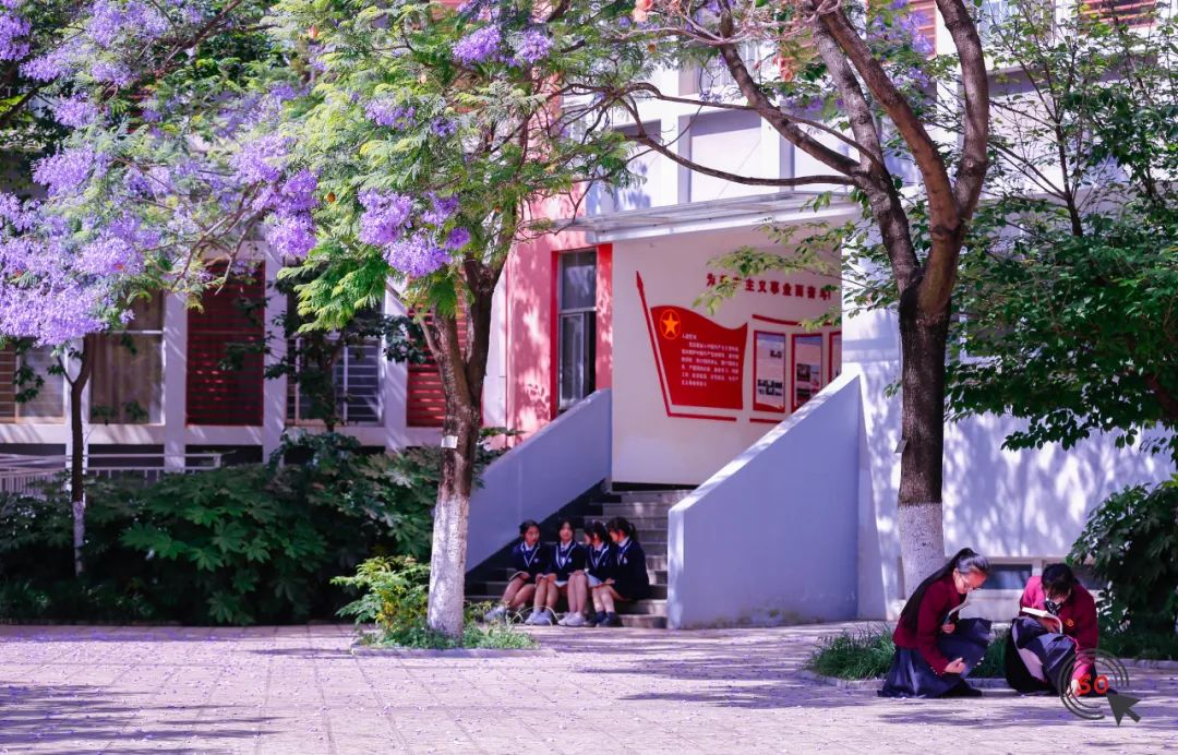校园|遇见.初夏属于十中的紫色烂漫
