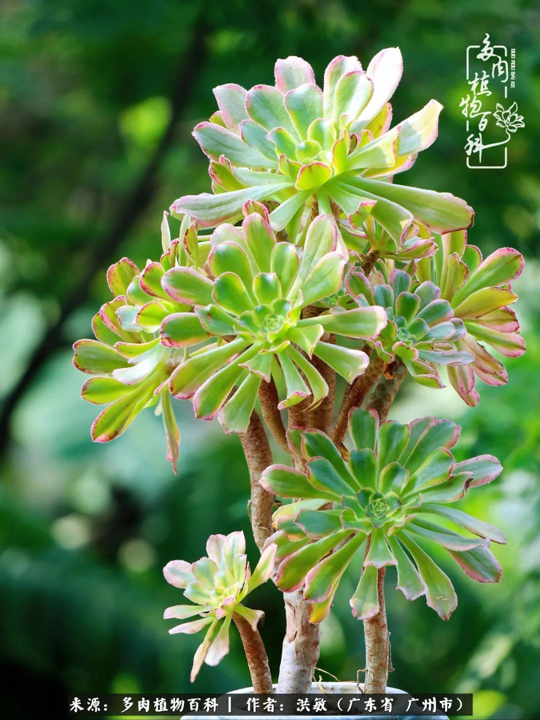 细品广州暴雨后，盛夏来临前的法师