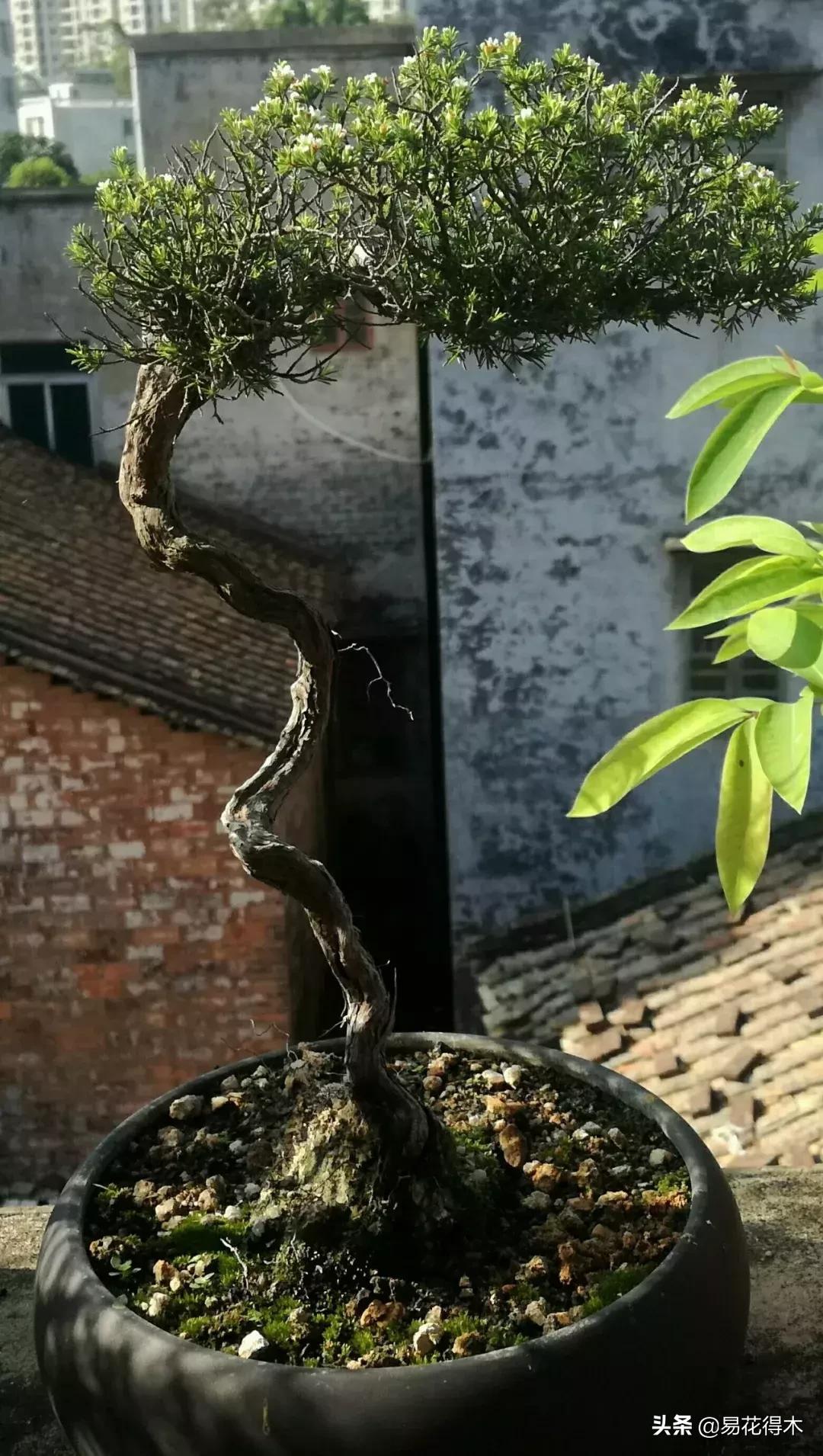 岗松盆景移栽,岗松盆景风景