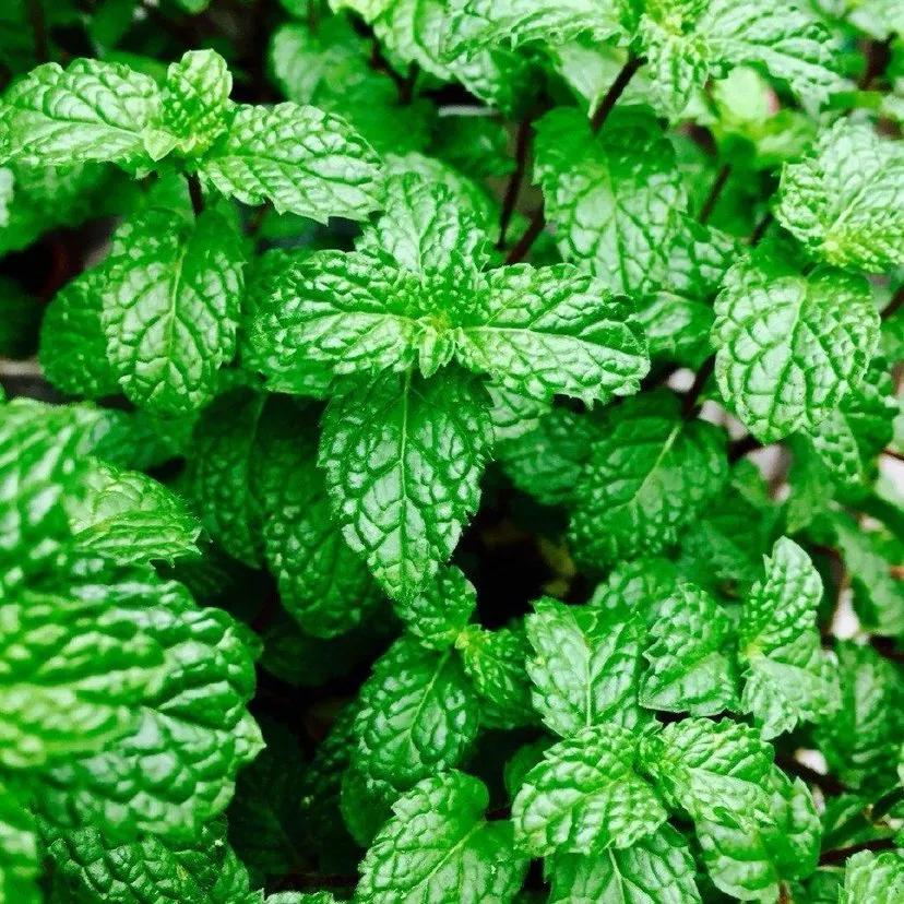 中药薄荷霜,每天最少学一味中药薄荷