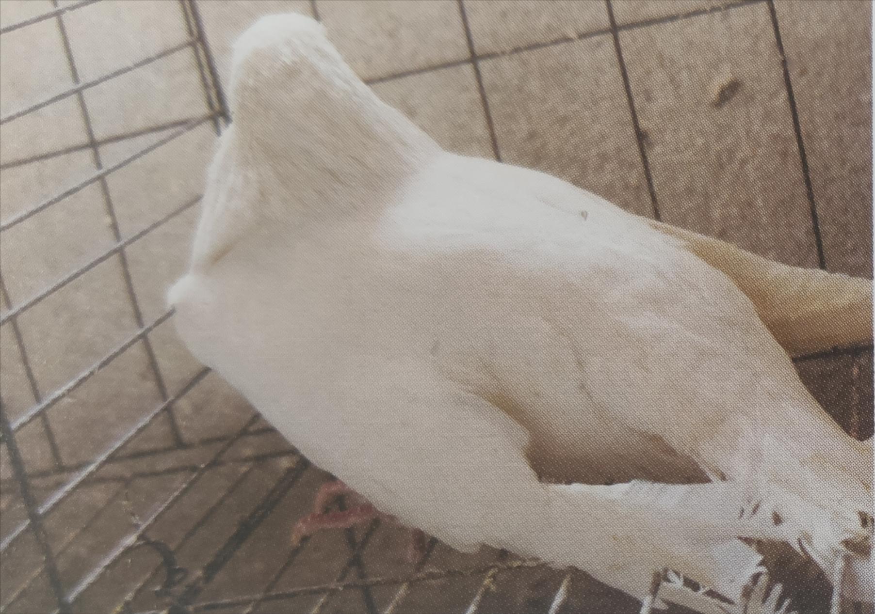 博金赛鸽丨鸽子关节肿胀是怎么回事