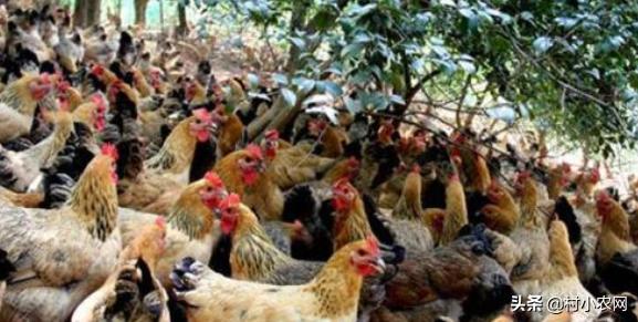 养鸡的利润与成本真实科普,现在养鸡的成本和利润是多少