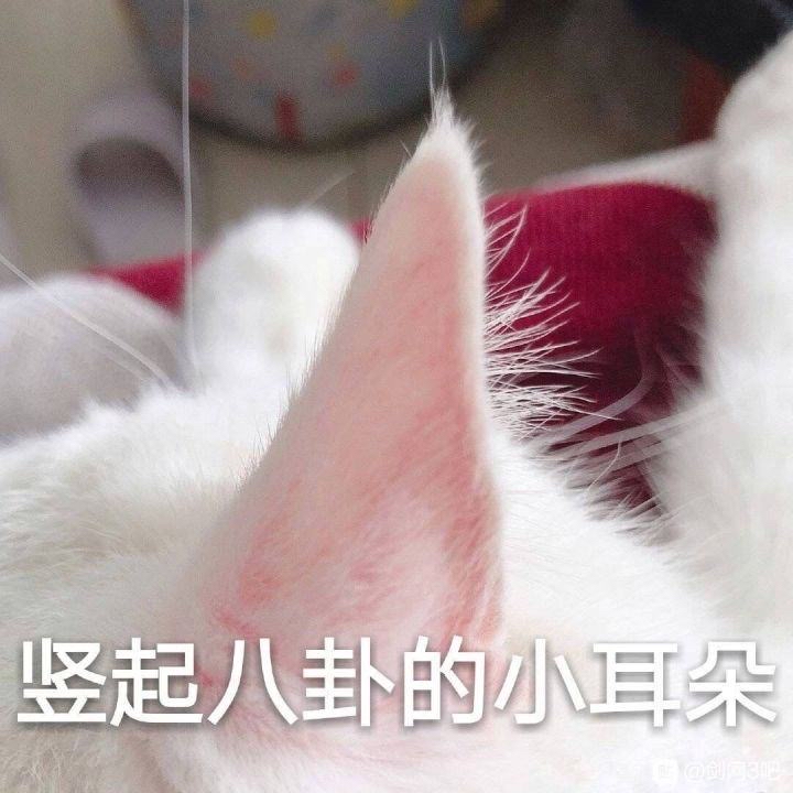 绝弦（下）：正主匪夷所思，唯粉斗志昂扬，cp粉：你们打咩啊